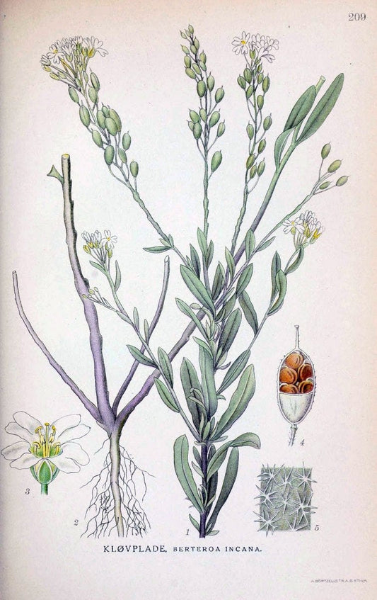 Billeder af nordens flora. v.1KÃ¸benhavn,G.E.C. Gad's forlag,1917-1927. |  | Vintage Print Reproduction 461686