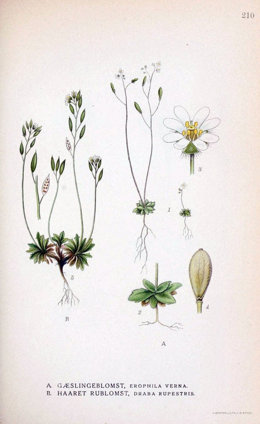 Billeder af nordens flora. v.1KÃ¸benhavn,G.E.C. Gad's forlag,1917-1927. |  | Vintage Print Reproduction 461687