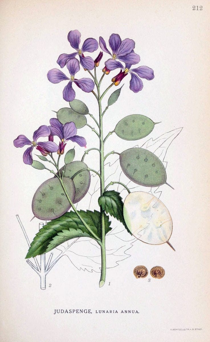 Billeder af nordens flora. v.1KÃ¸benhavn,G.E.C. Gad's forlag,1917-1927. |  | Vintage Print Reproduction 461689