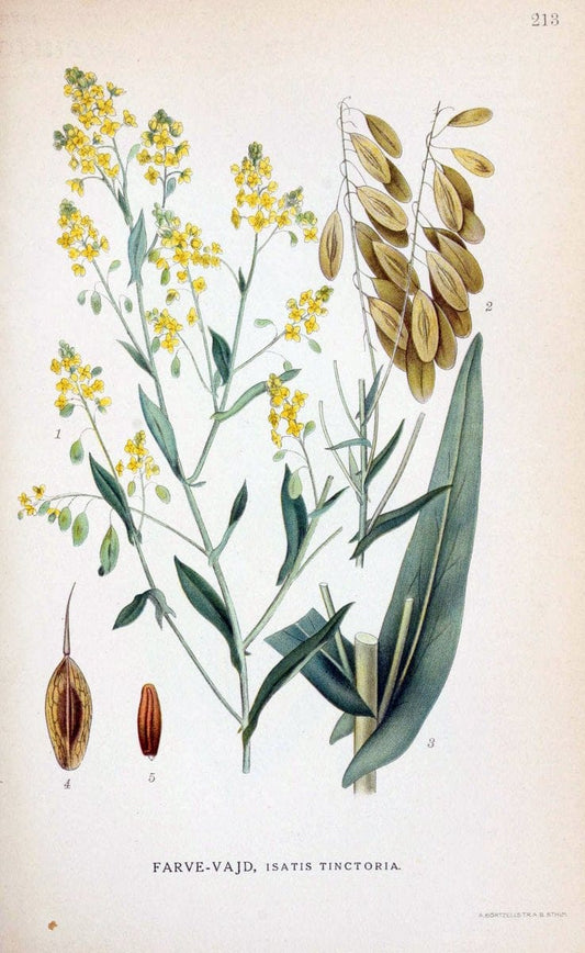 Billeder af nordens flora. v.1KÃ¸benhavn,G.E.C. Gad's forlag,1917-1927. |  | Vintage Print Reproduction 461690
