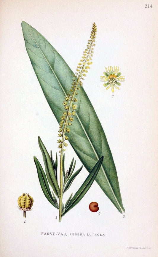 Billeder af nordens flora. v.1KÃ¸benhavn,G.E.C. Gad's forlag,1917-1927. |  | Vintage Print Reproduction 461691