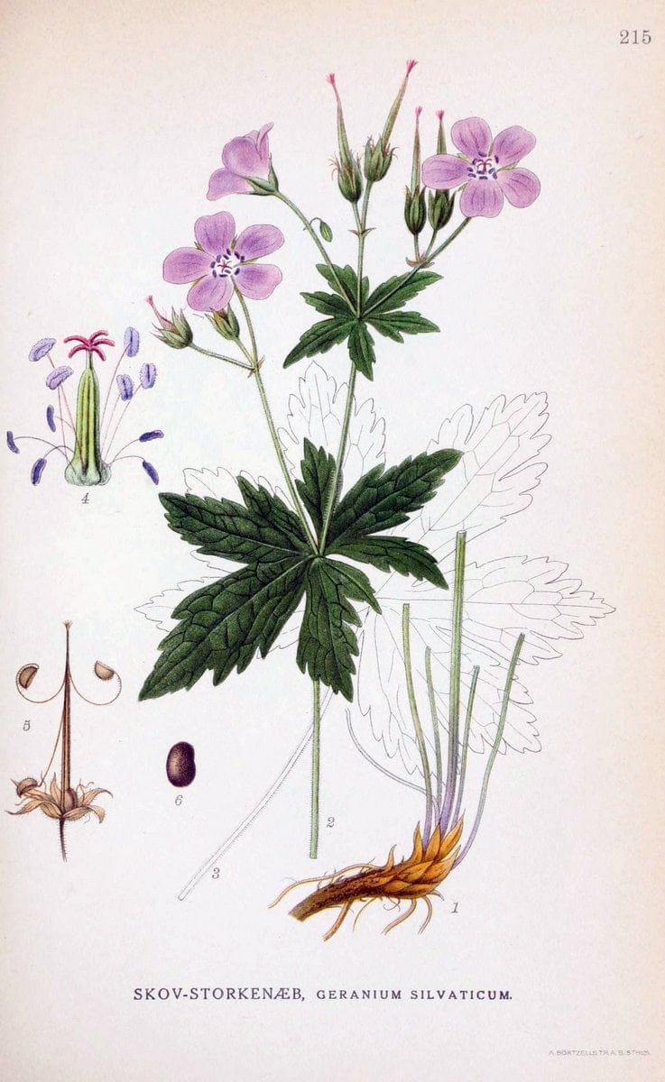 Billeder af nordens flora. v.1KÃ¸benhavn,G.E.C. Gad's forlag,1917-1927. |  | Vintage Print Reproduction 461692