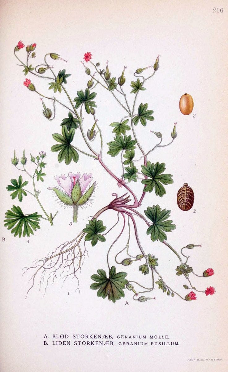 Billeder af nordens flora. v.1KÃ¸benhavn,G.E.C. Gad's forlag,1917-1927. |  | Vintage Print Reproduction 461693
