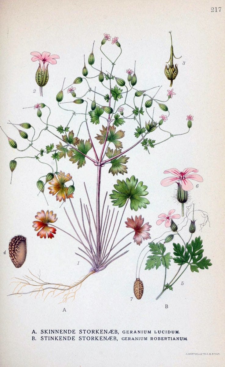 Billeder af nordens flora. v.1KÃ¸benhavn,G.E.C. Gad's forlag,1917-1927. |  | Vintage Print Reproduction 461694