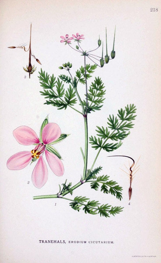 Billeder af nordens flora. v.1KÃ¸benhavn,G.E.C. Gad's forlag,1917-1927. |  | Vintage Print Reproduction 461695