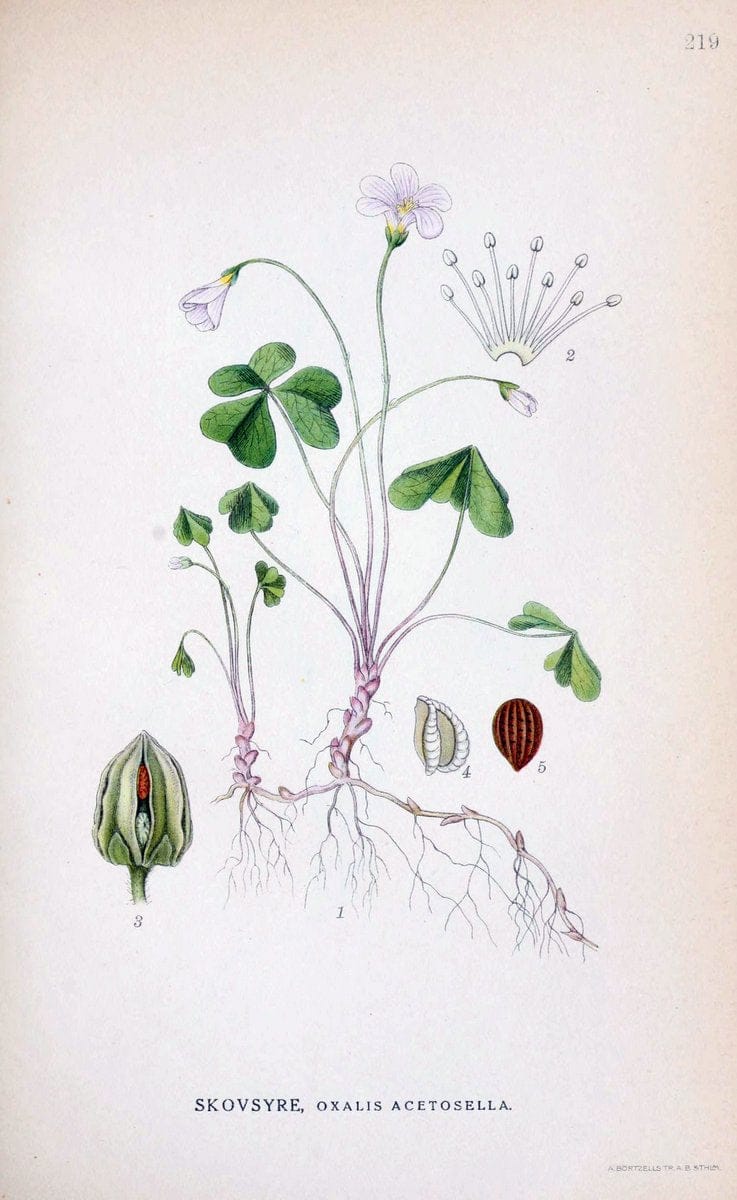 Billeder af nordens flora. v.1KÃ¸benhavn,G.E.C. Gad's forlag,1917-1927. |  | Vintage Print Reproduction 461696