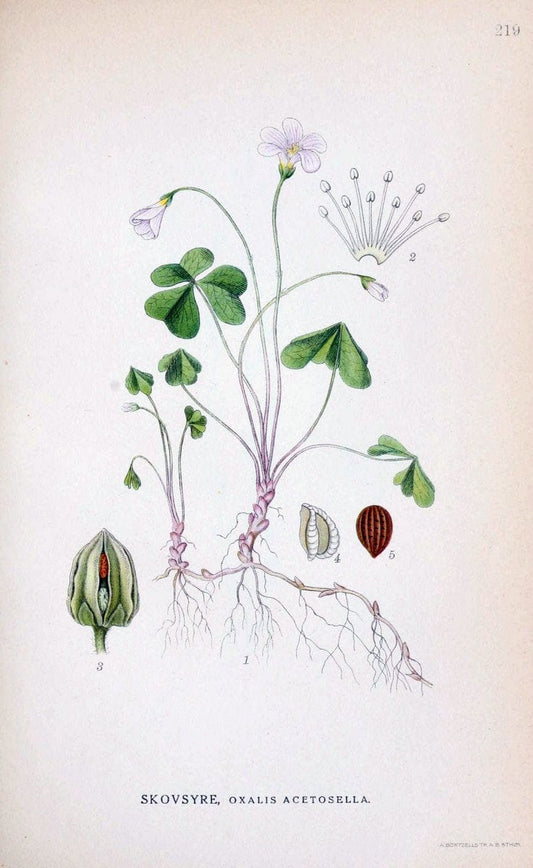 Billeder af nordens flora. v.1KÃ¸benhavn,G.E.C. Gad's forlag,1917-1927. |  | Vintage Print Reproduction 461696