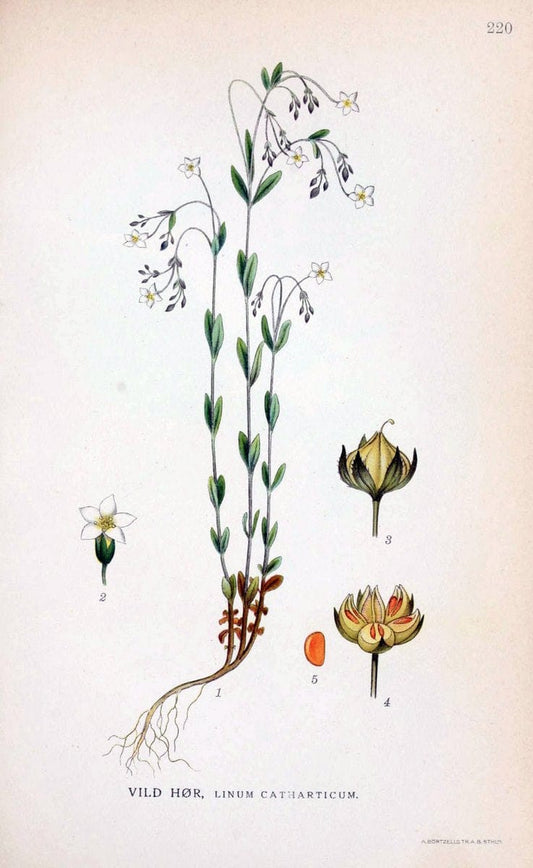 Billeder af nordens flora. v.1KÃ¸benhavn,G.E.C. Gad's forlag,1917-1927. |  | Vintage Print Reproduction 461697