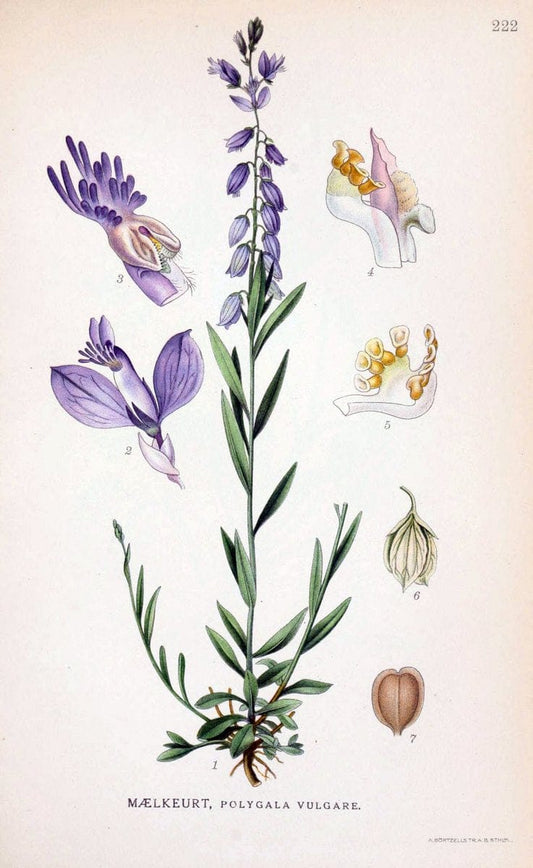Billeder af nordens flora. v.1KÃ¸benhavn,G.E.C. Gad's forlag,1917-1927. |  | Vintage Print Reproduction 461699