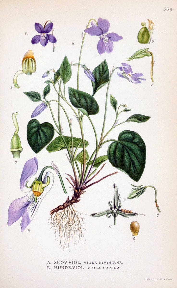 Billeder af nordens flora. v.1KÃ¸benhavn,G.E.C. Gad's forlag,1917-1927. |  | Vintage Print Reproduction 461700