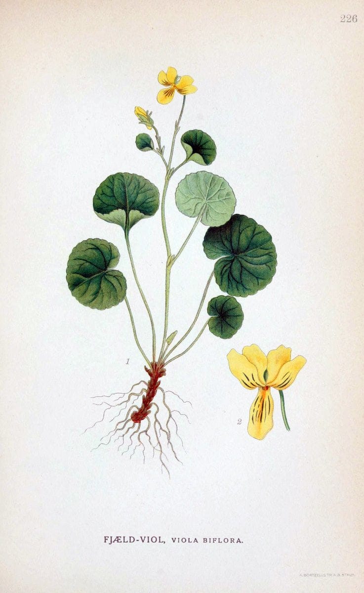 Billeder af nordens flora. v.1KÃ¸benhavn,G.E.C. Gad's forlag,1917-1927. |  | Vintage Print Reproduction 461703