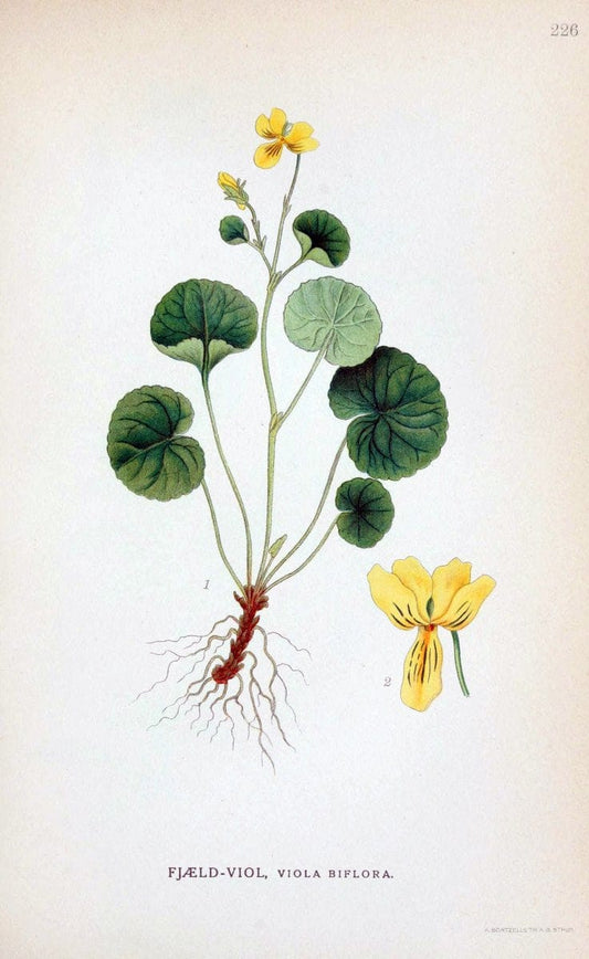 Billeder af nordens flora. v.1KÃ¸benhavn,G.E.C. Gad's forlag,1917-1927. |  | Vintage Print Reproduction 461703