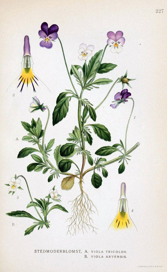 Billeder af nordens flora. v.1KÃ¸benhavn,G.E.C. Gad's forlag,1917-1927. |  | Vintage Print Reproduction 461704