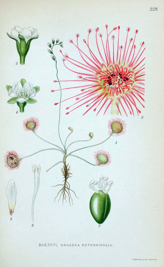 Billeder af nordens flora. v.1KÃ¸benhavn,G.E.C. Gad's forlag,1917-1927. |  | Vintage Print Reproduction 461705