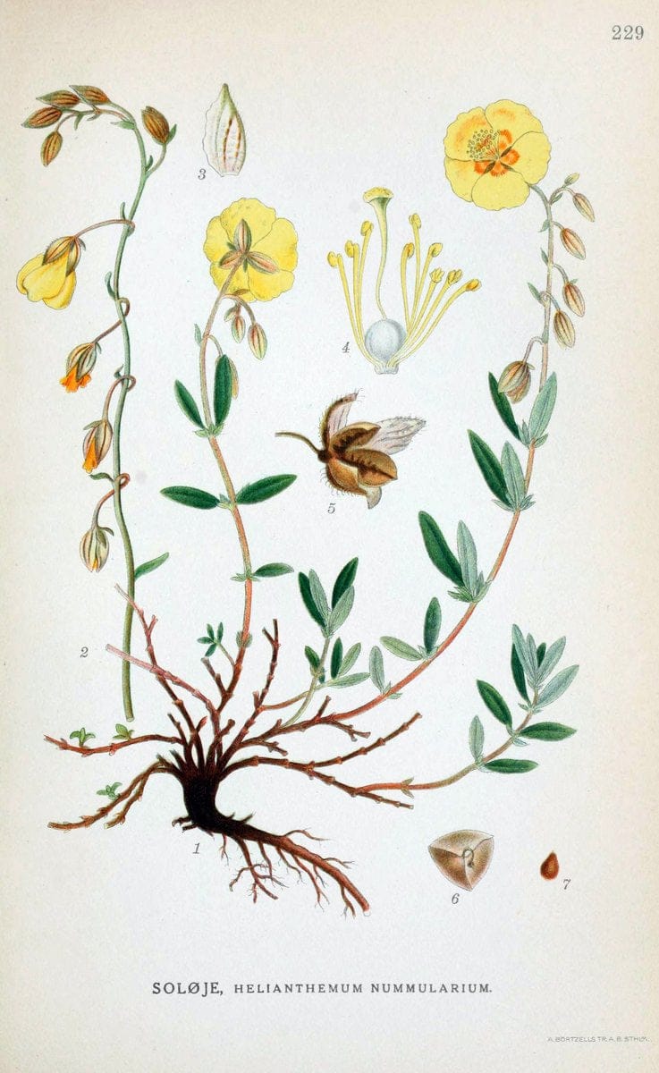 Billeder af nordens flora. v.1KÃ¸benhavn,G.E.C. Gad's forlag,1917-1927. |  | Vintage Print Reproduction 461706