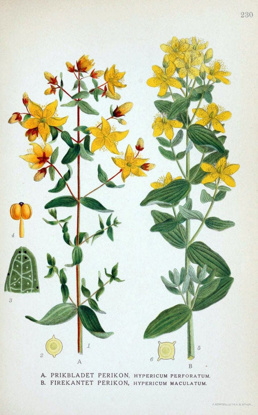 Billeder af nordens flora. v.1KÃ¸benhavn,G.E.C. Gad's forlag,1917-1927. |  | Vintage Print Reproduction 461707