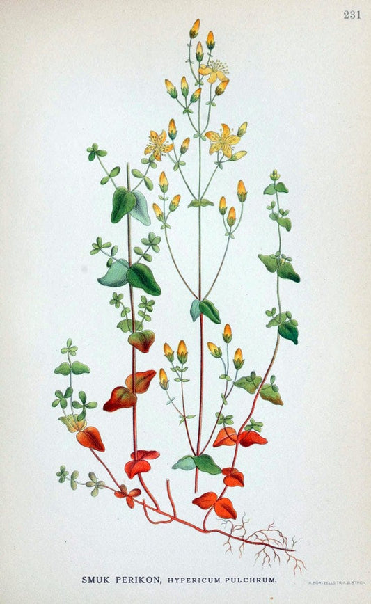 Billeder af nordens flora. v.1KÃ¸benhavn,G.E.C. Gad's forlag,1917-1927. |  | Vintage Print Reproduction 461708