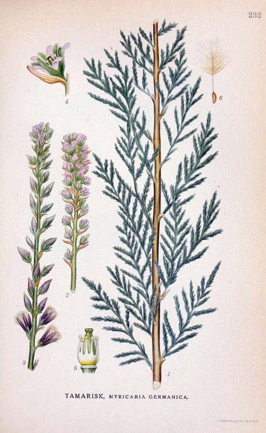 Billeder af nordens flora. v.1KÃ¸benhavn,G.E.C. Gad's forlag,1917-1927. |  | Vintage Print Reproduction 461709