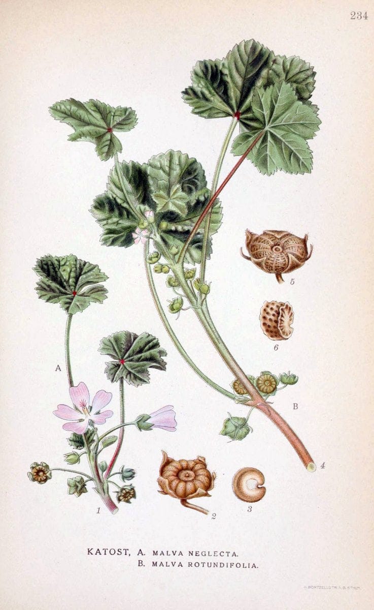 Billeder af nordens flora. v.1KÃ¸benhavn,G.E.C. Gad's forlag,1917-1927. |  | Vintage Print Reproduction 461711