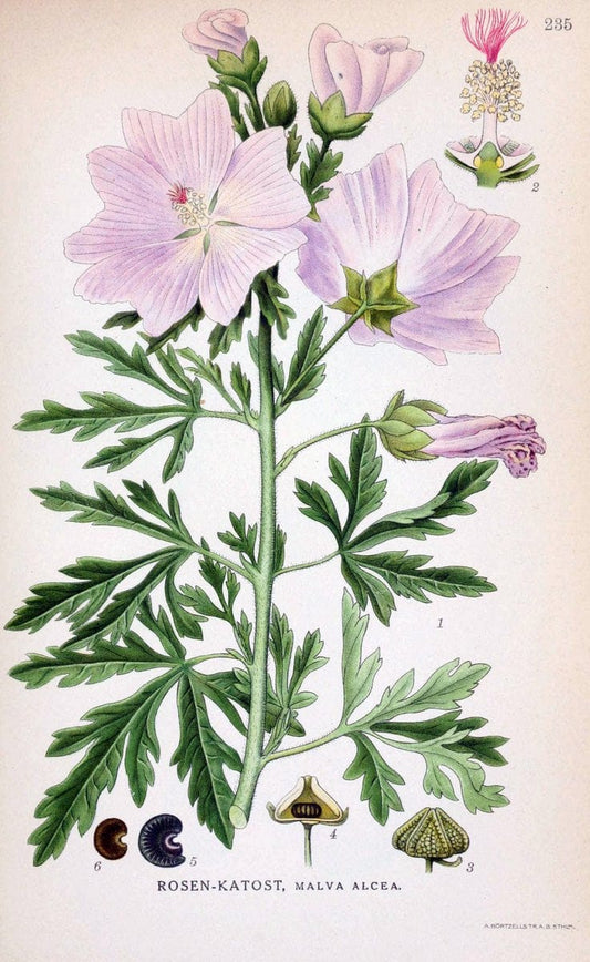 Billeder af nordens flora. v.1KÃ¸benhavn,G.E.C. Gad's forlag,1917-1927. |  | Vintage Print Reproduction 461712