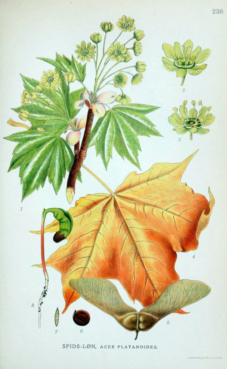 Billeder af nordens flora. v.1KÃ¸benhavn,G.E.C. Gad's forlag,1917-1927. |  | Vintage Print Reproduction 461713