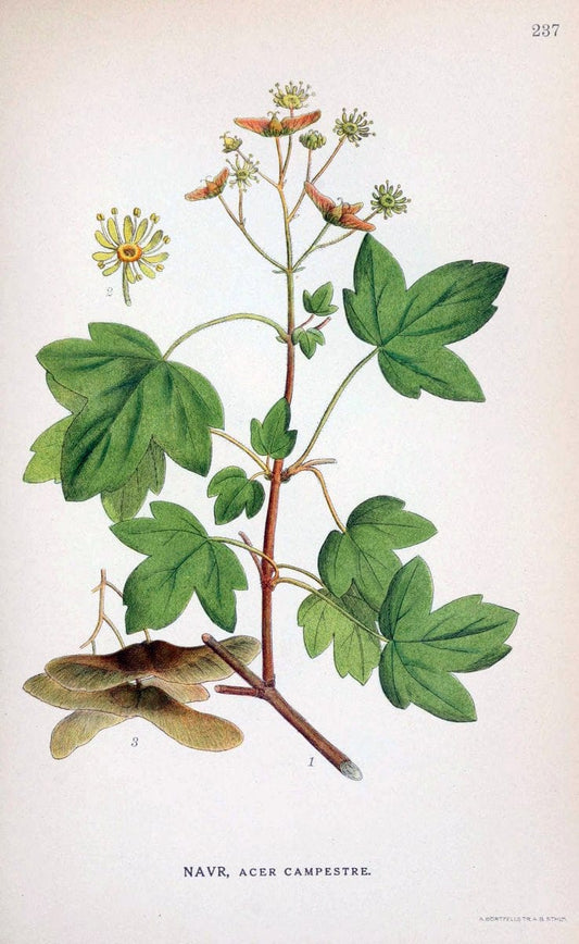Billeder af nordens flora. v.1KÃ¸benhavn,G.E.C. Gad's forlag,1917-1927. |  | Vintage Print Reproduction 461714