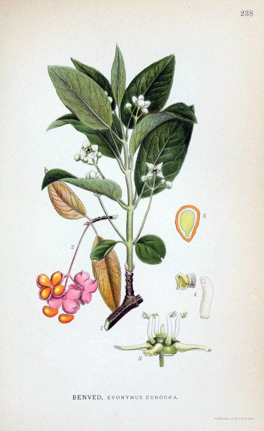 Billeder af nordens flora. v.1KÃ¸benhavn,G.E.C. Gad's forlag,1917-1927. |  | Vintage Print Reproduction 461715