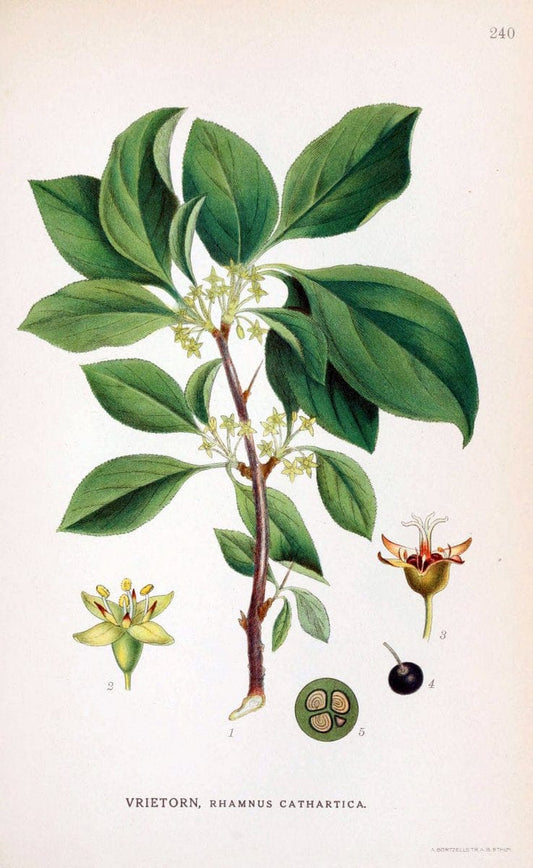 Billeder af nordens flora. v.1KÃ¸benhavn,G.E.C. Gad's forlag,1917-1927. |  | Vintage Print Reproduction 461717
