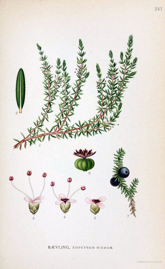 Billeder af nordens flora. v.1KÃ¸benhavn,G.E.C. Gad's forlag,1917-1927. |  | Vintage Print Reproduction 461718
