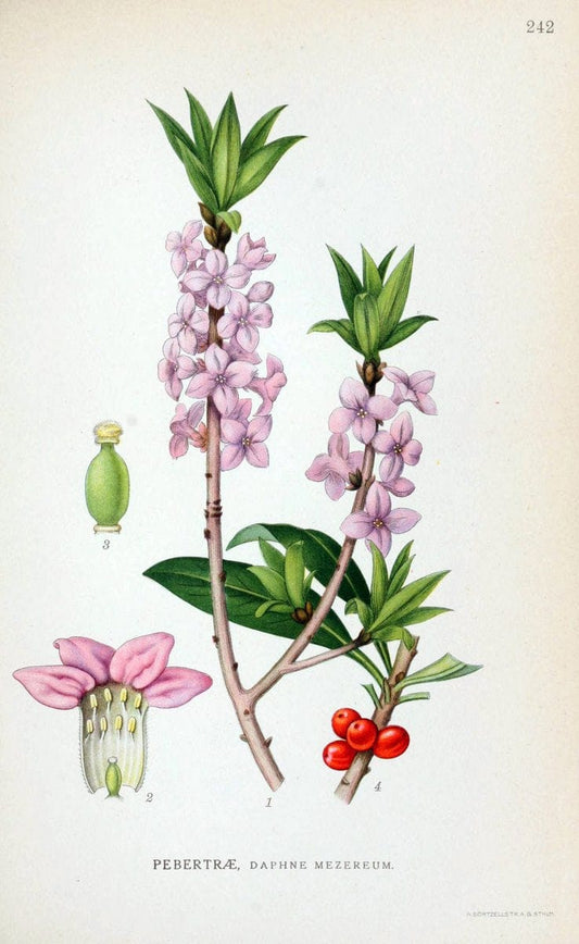 Billeder af nordens flora. v.1KÃ¸benhavn,G.E.C. Gad's forlag,1917-1927. |  | Vintage Print Reproduction 461719