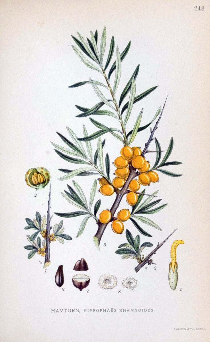 Billeder af nordens flora. v.1KÃ¸benhavn,G.E.C. Gad's forlag,1917-1927. |  | Vintage Print Reproduction 461720