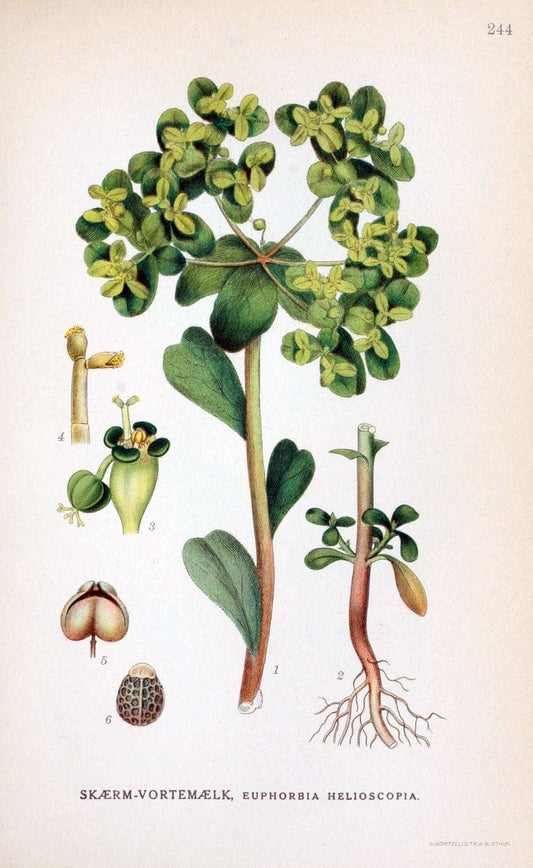 Billeder af nordens flora. v.1KÃ¸benhavn,G.E.C. Gad's forlag,1917-1927. |  | Vintage Print Reproduction 461721