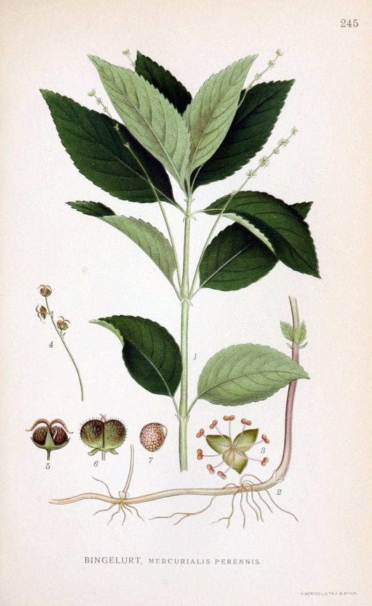 Billeder af nordens flora. v.1KÃ¸benhavn,G.E.C. Gad's forlag,1917-1927. |  | Vintage Print Reproduction 461722