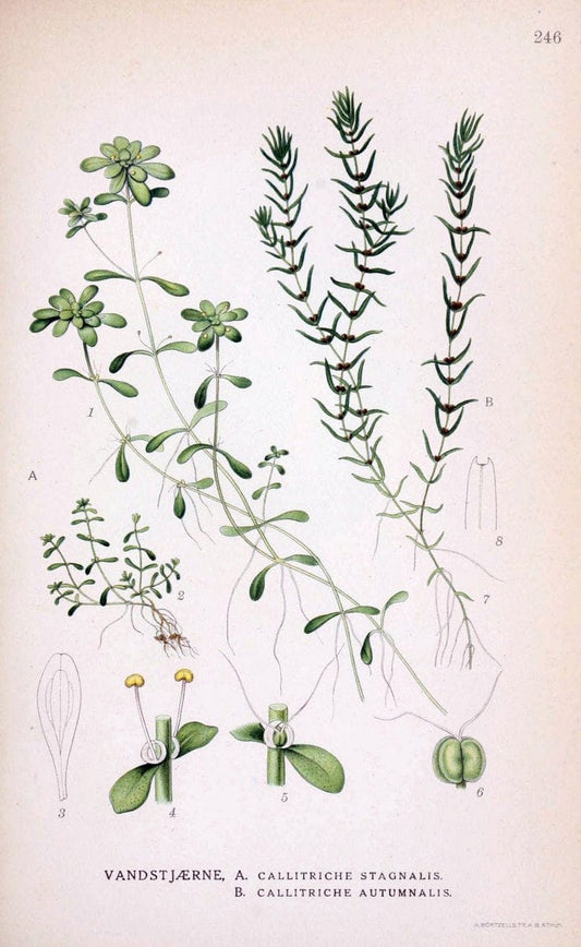 Billeder af nordens flora. v.1KÃ¸benhavn,G.E.C. Gad's forlag,1917-1927. |  | Vintage Print Reproduction 461723