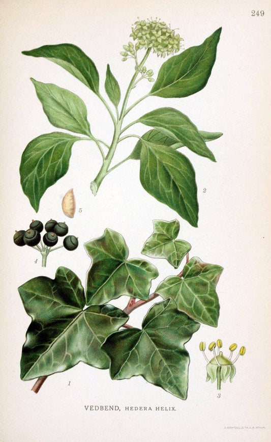 Billeder af nordens flora. v.1KÃ¸benhavn,G.E.C. Gad's forlag,1917-1927. |  | Vintage Print Reproduction 461726