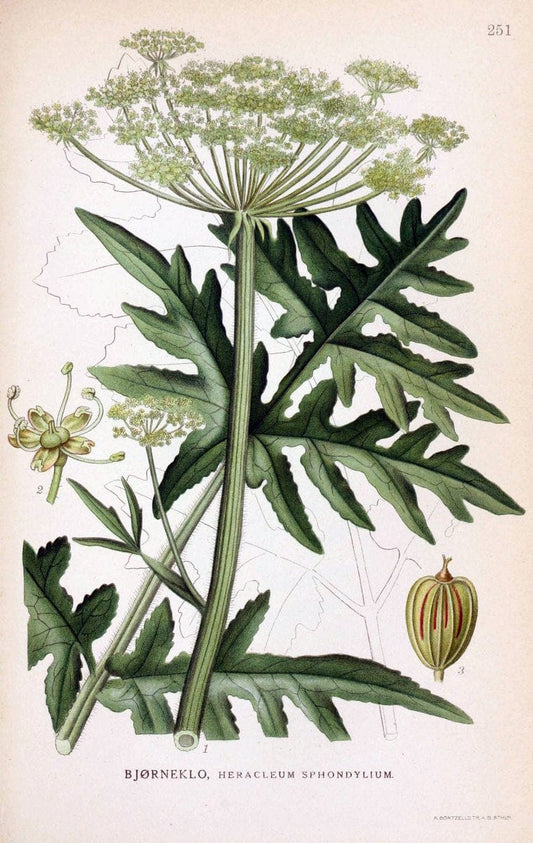 Billeder af nordens flora. v.1KÃ¸benhavn,G.E.C. Gad's forlag,1917-1927. |  | Vintage Print Reproduction 461728