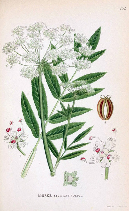 Billeder af nordens flora. v.1KÃ¸benhavn,G.E.C. Gad's forlag,1917-1927. |  | Vintage Print Reproduction 461729