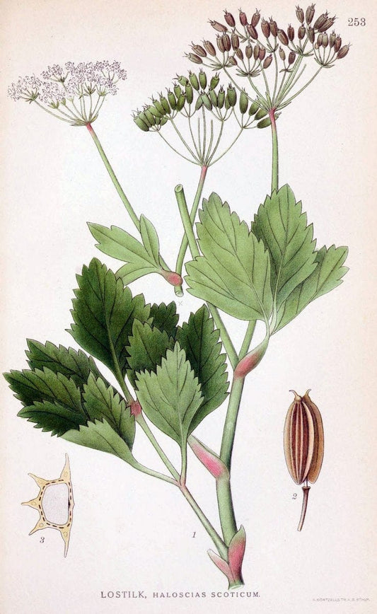 Billeder af nordens flora. v.1KÃ¸benhavn,G.E.C. Gad's forlag,1917-1927. |  | Vintage Print Reproduction 461730