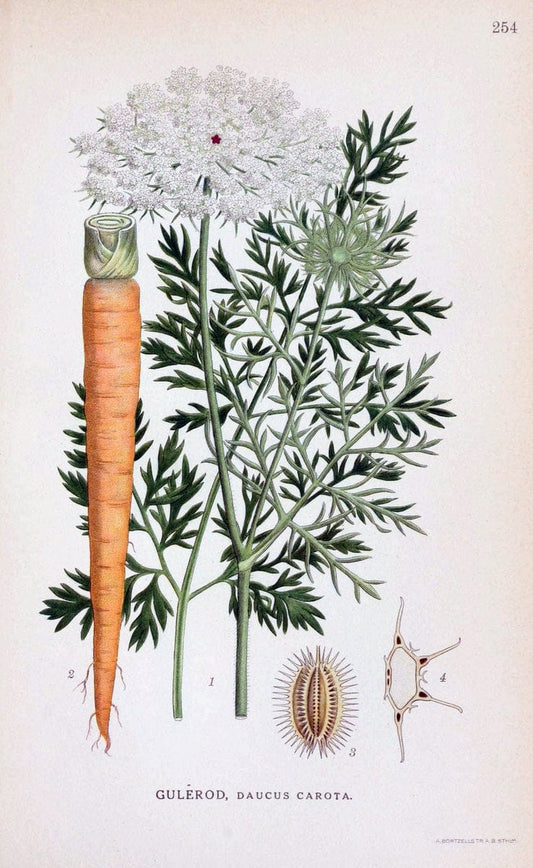 Billeder af nordens flora. v.1KÃ¸benhavn,G.E.C. Gad's forlag,1917-1927. |  | Vintage Print Reproduction 461731