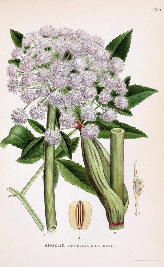 Billeder af nordens flora. v.1KÃ¸benhavn,G.E.C. Gad's forlag,1917-1927. |  | Vintage Print Reproduction 461732