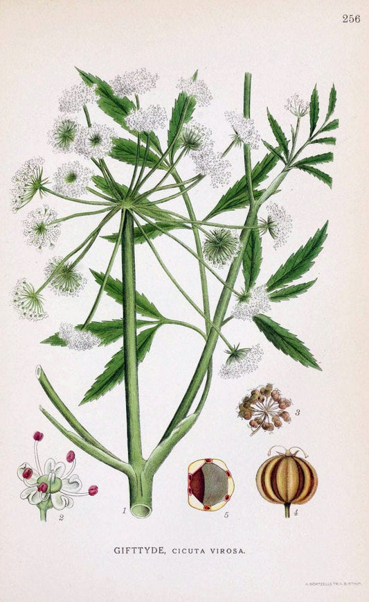 Billeder af nordens flora. v.1KÃ¸benhavn,G.E.C. Gad's forlag,1917-1927. |  | Vintage Print Reproduction 461733