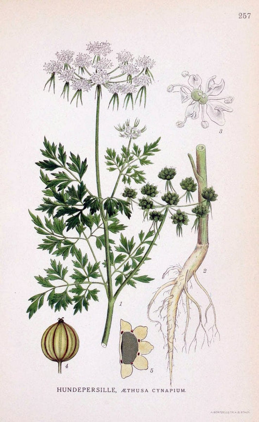 Billeder af nordens flora. v.1KÃ¸benhavn,G.E.C. Gad's forlag,1917-1927. |  | Vintage Print Reproduction 461734