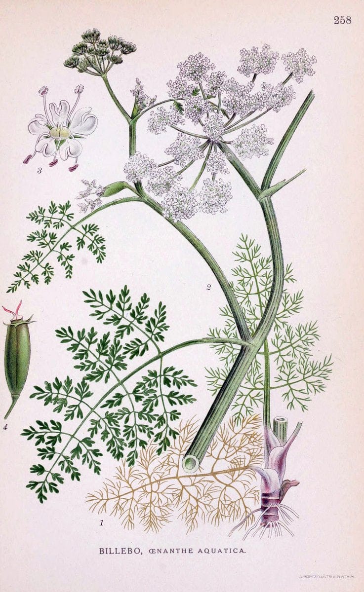 Billeder af nordens flora. v.1KÃ¸benhavn,G.E.C. Gad's forlag,1917-1927. |  | Vintage Print Reproduction 461735