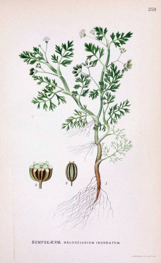 Billeder af nordens flora. v.1KÃ¸benhavn,G.E.C. Gad's forlag,1917-1927. |  | Vintage Print Reproduction 461736