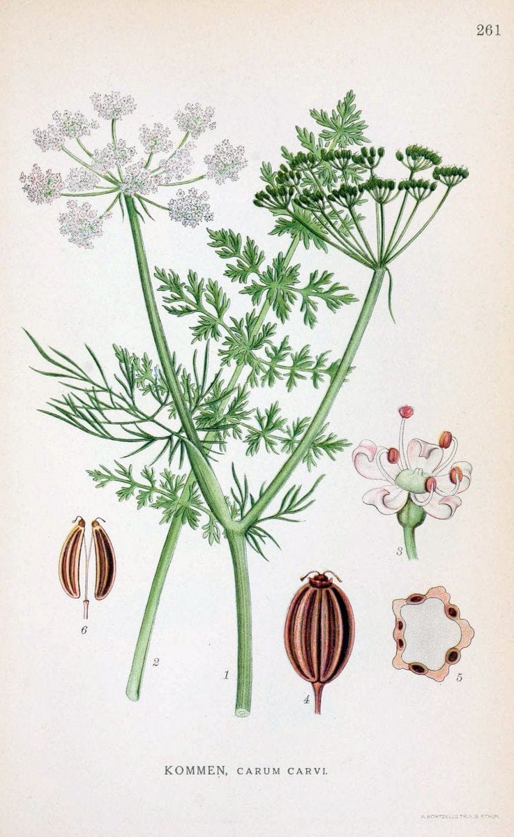 Billeder af nordens flora. v.1KÃ¸benhavn,G.E.C. Gad's forlag,1917-1927. |  | Vintage Print Reproduction 461738