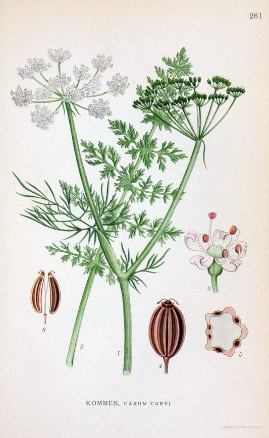 Billeder af nordens flora. v.1KÃ¸benhavn,G.E.C. Gad's forlag,1917-1927. |  | Vintage Print Reproduction 461738