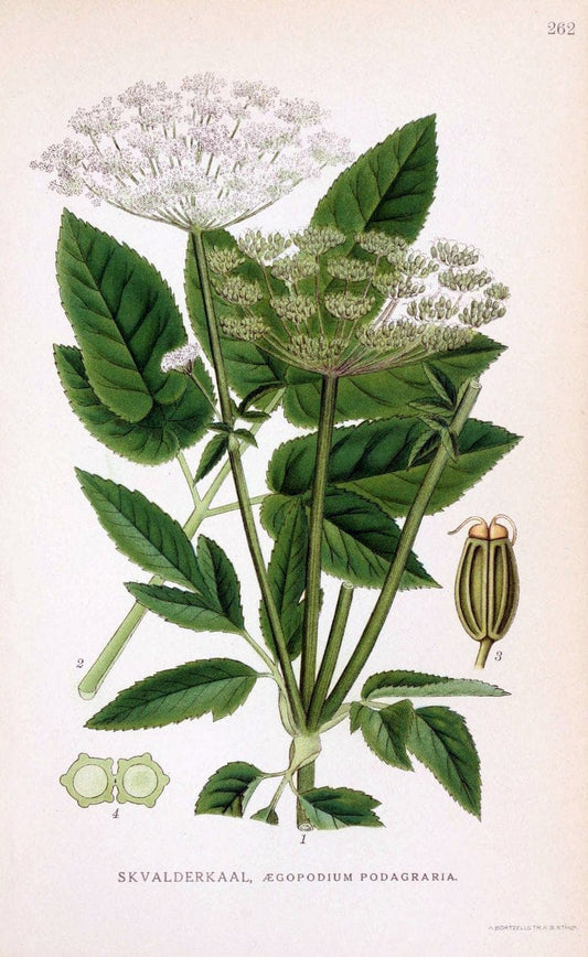 Billeder af nordens flora. v.1KÃ¸benhavn,G.E.C. Gad's forlag,1917-1927. |  | Vintage Print Reproduction 461739