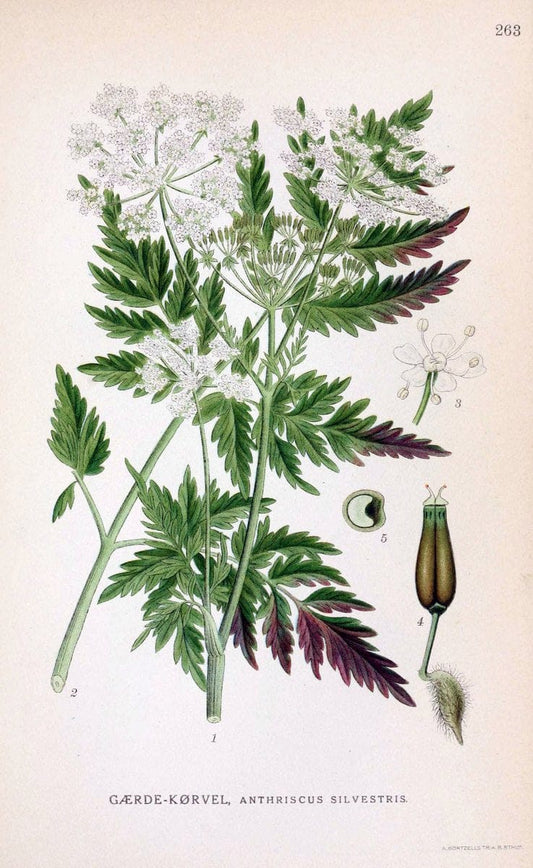 Billeder af nordens flora. v.1KÃ¸benhavn,G.E.C. Gad's forlag,1917-1927. |  | Vintage Print Reproduction 461740