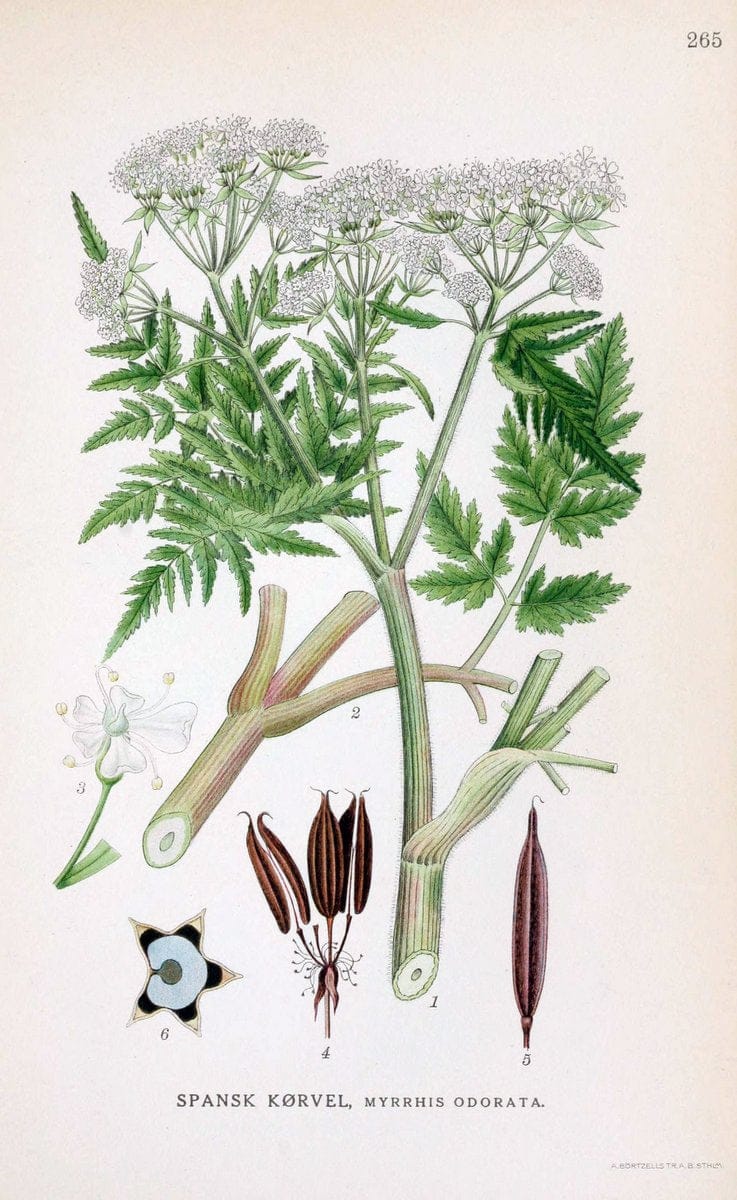 Billeder af nordens flora. v.1KÃ¸benhavn,G.E.C. Gad's forlag,1917-1927. |  | Vintage Print Reproduction 461742