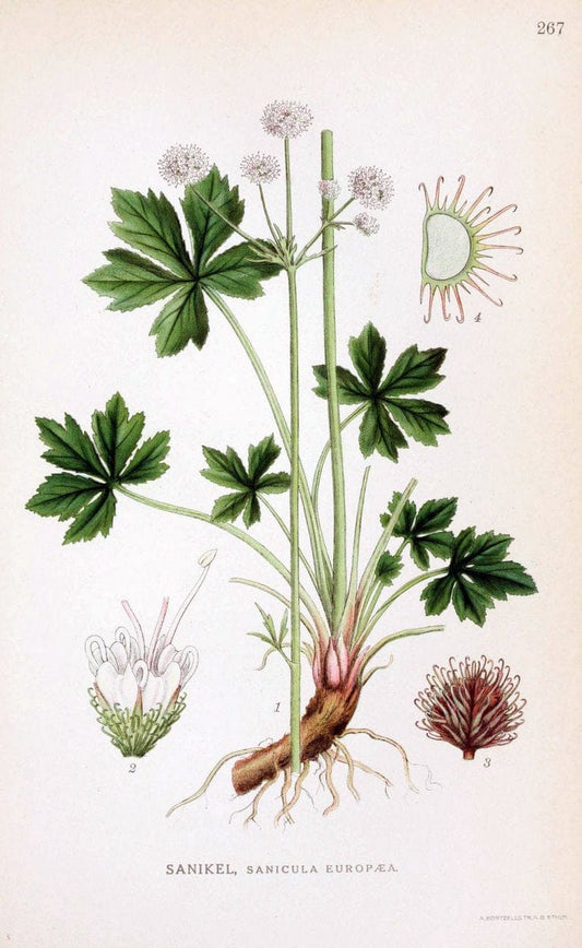 Billeder af nordens flora. v.1KÃ¸benhavn,G.E.C. Gad's forlag,1917-1927. |  | Vintage Print Reproduction 461744